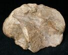 Dinosaur Calcaneum (Heel Bone) - Montana #12713-1